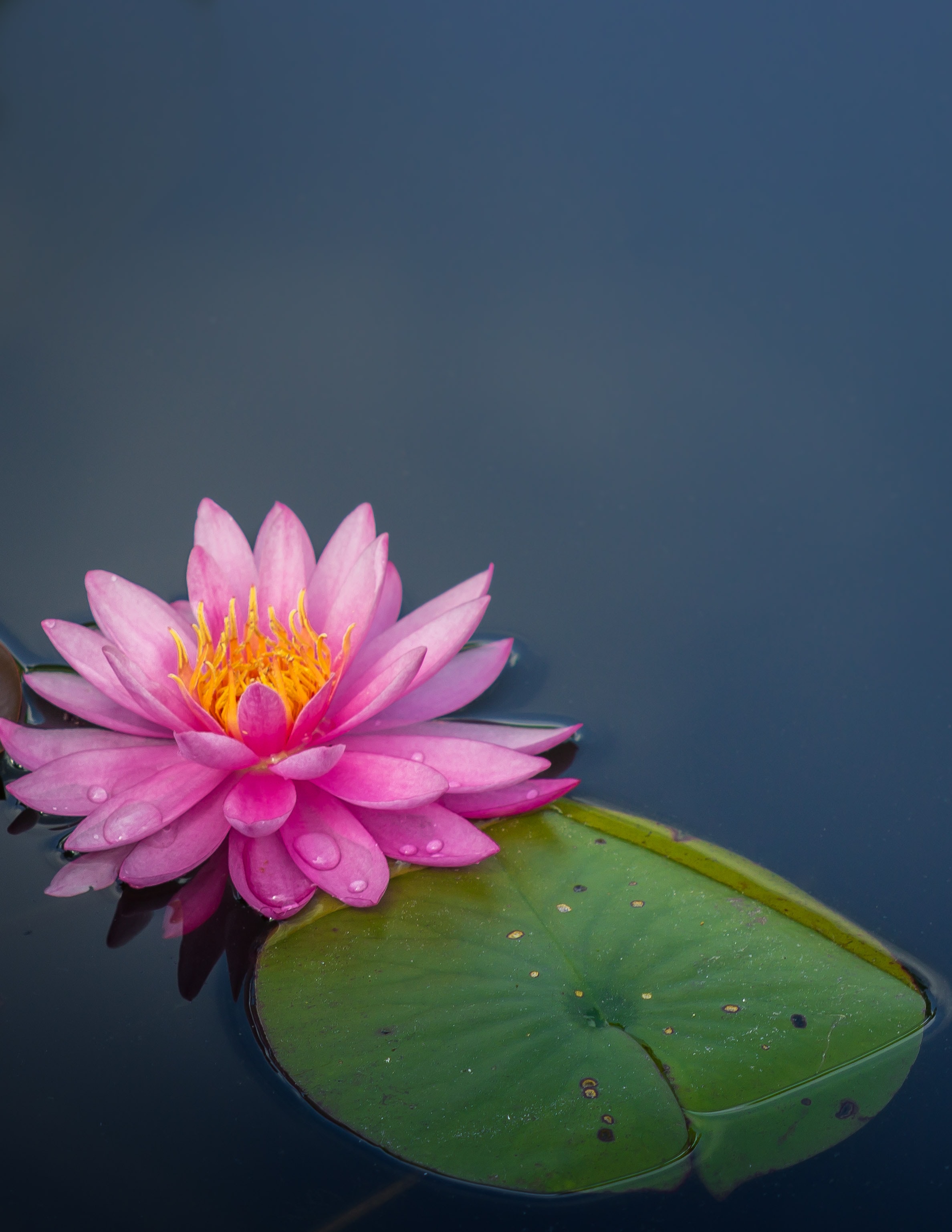  Lotus Symbol