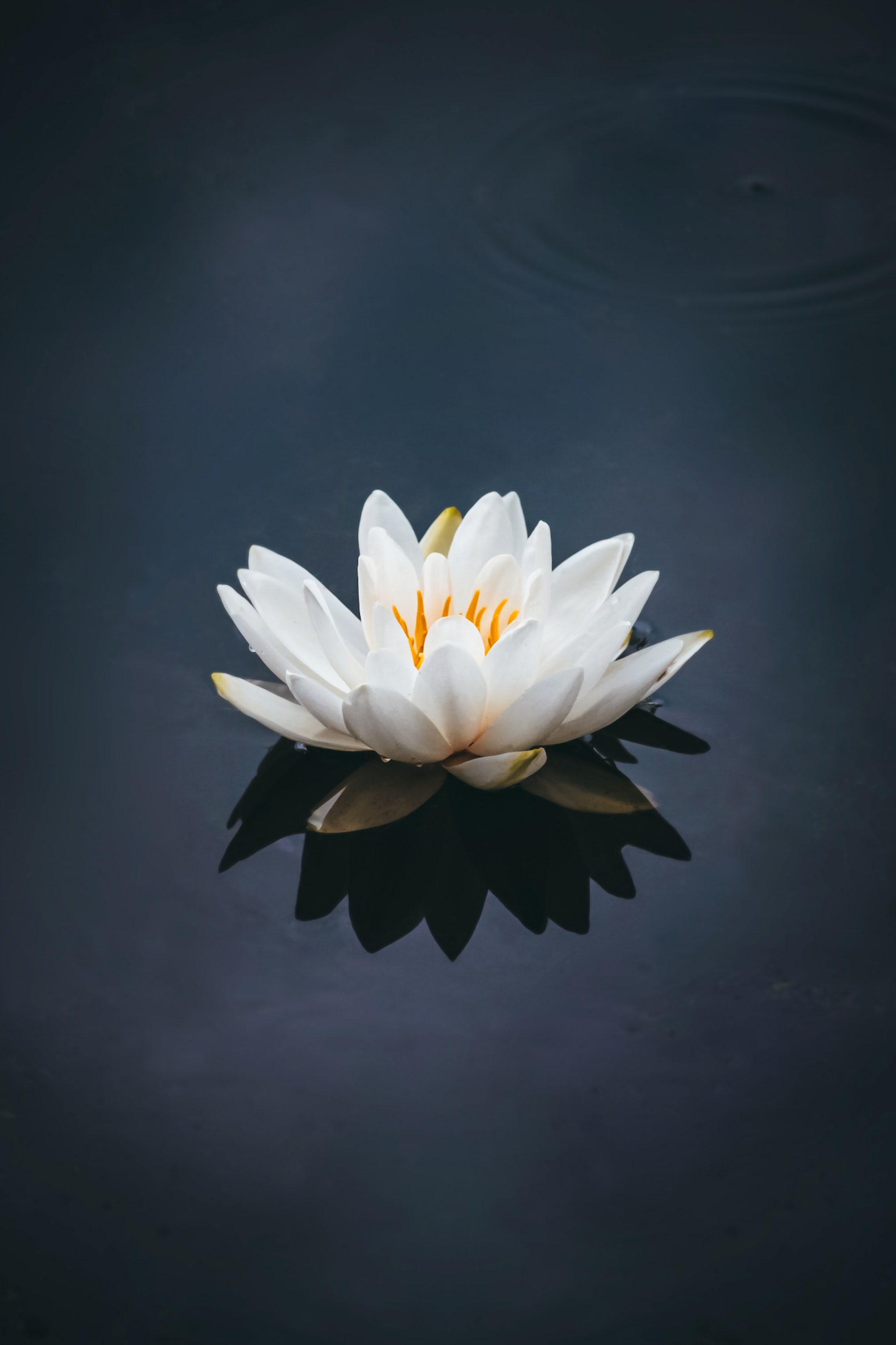 Lotus symbol in fashion